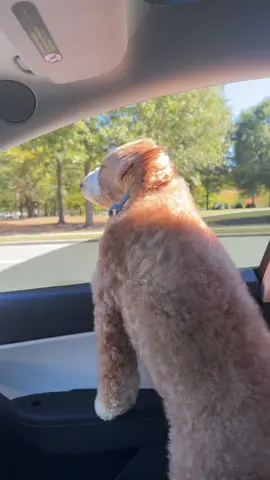 Y él con cara de: ¿y entonces pa’ qué me invitaste? 😭🐶😂 #perrostiktokers 