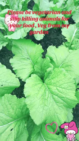 #bevegetarian #loveveggies ##stopkillinganimals🙏🙏🙏 