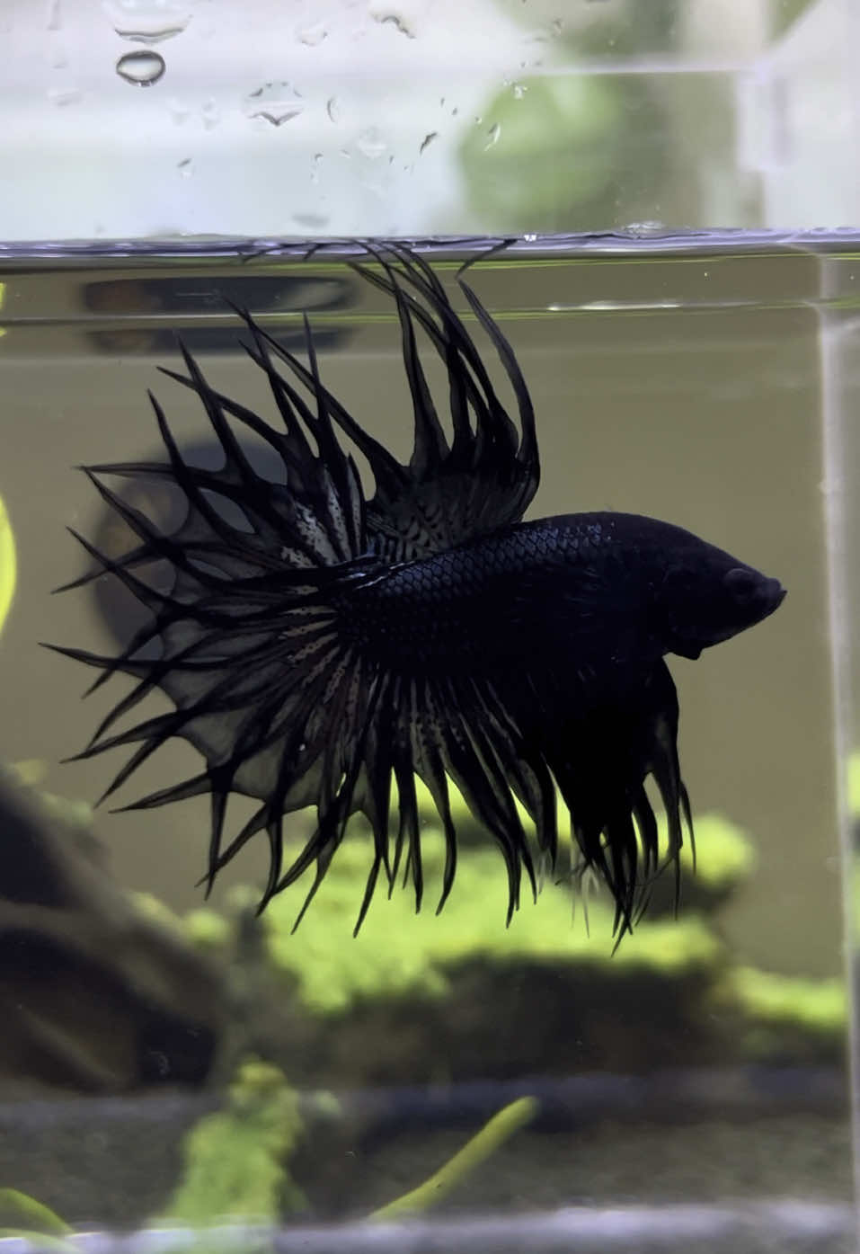 King ct black copper 🕷️ . . . . . #bettafish #bettaworld #fyp #bettashow #aquariumfish #crowntailbetta #ikanhias #ikancupang #cupanghias 