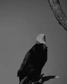 🔥#yourfavsami🦅 #fyp #foru #noviews #unfreezmyaccount 