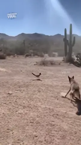 ¡El Coyote y el Correcaminos existen! 😂🐺💨 Captados en la vida real 📹 #VideosVirales #FunnyAnimals #CosasLocas #HumorViral
