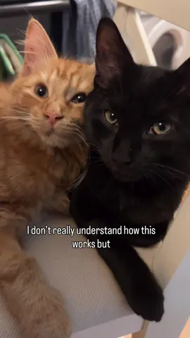 I love them both the same. Even when one of them tried to eat my feet  #Cats #twocatshousehold #kittens #blackcat #orangecat     