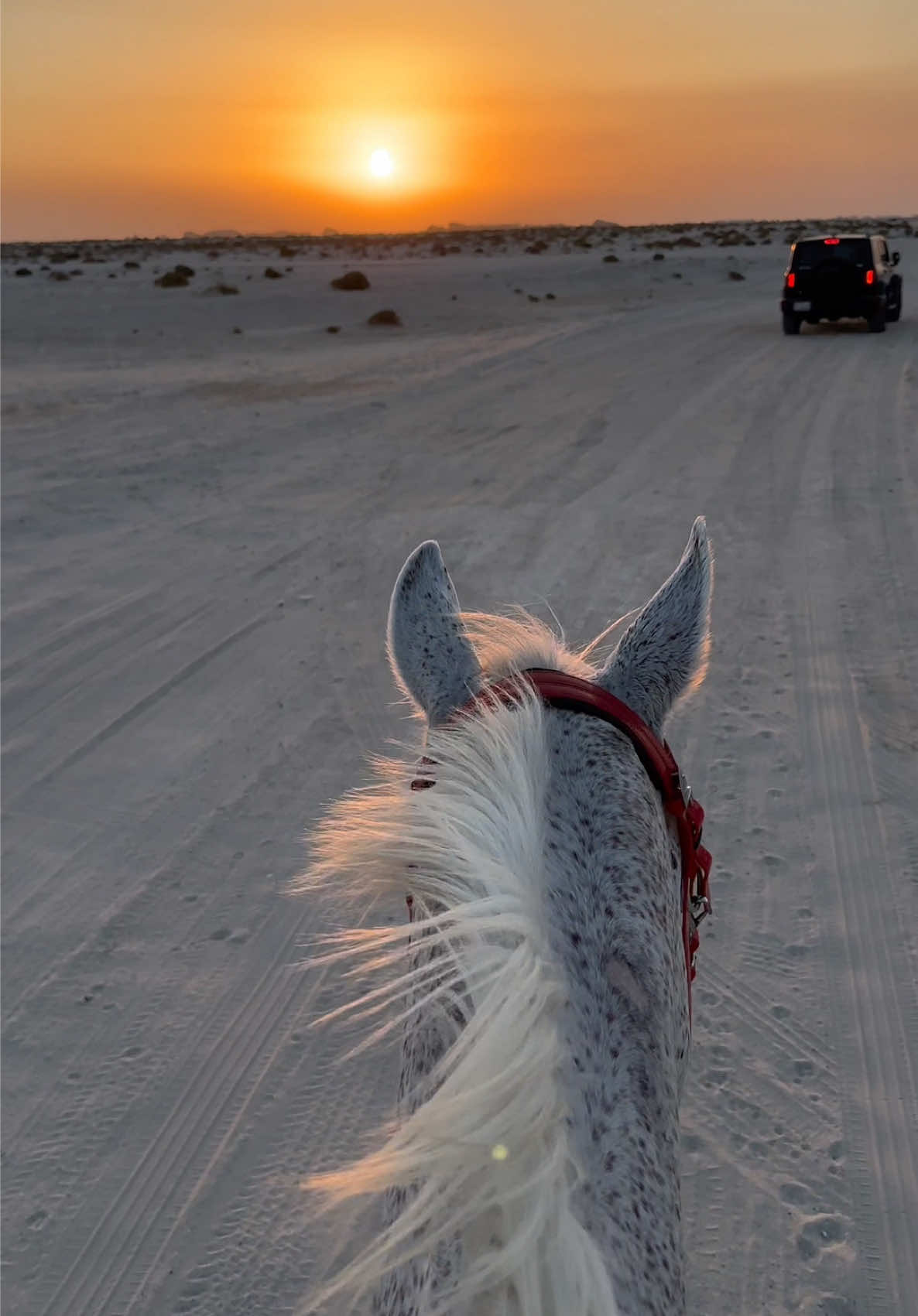 🐎🌴 📞 33211313 للحجز والاستفسار #اسطبلات #ركوب_خيل 