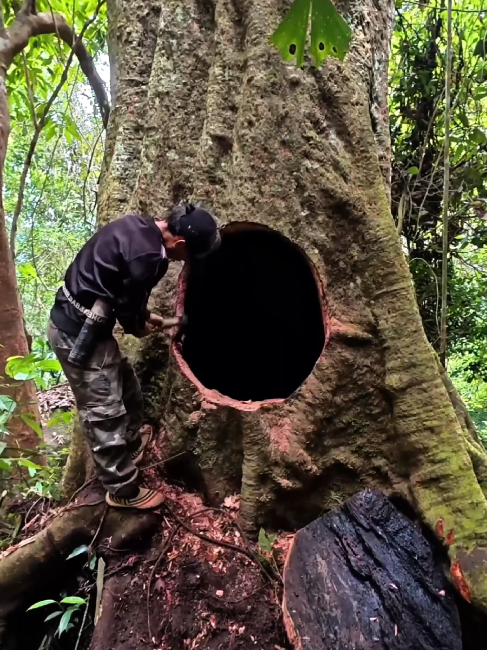 building a forest shelter inside a huge tree , Bushcraft survival USA #bushcraft #survival #camping #shelter  #wildlife 