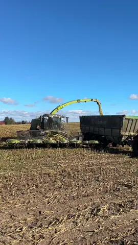 Mais 2025.😏 📸:@︎︎︎︎Agrarfabix🌾🚜  ✂️: @leon.okf#Lohner #Farming #Osten #Fy #Mais 