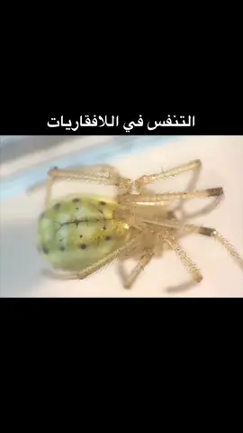 التنفس في اللافقاريات  🕷️🐌🦗 #علوم_سادس #احياء #التعليم #الاحساء 