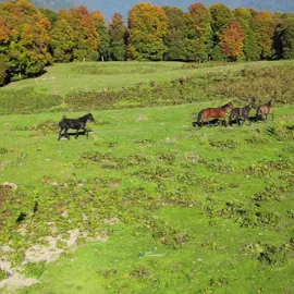 Azerbaycan, Balakən rayonu. Əsrarəngiz dağların fonunda atların qaçışı🐴 #azerbaijan #horse #balakən #katex #mənimmacəram 