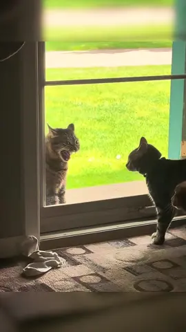 Cats in a bad mood #cat #catsoftiktok #funny #pet 