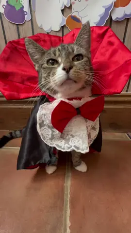 Did you knows? 🙀 you can now get stickers & other products of your favourite silly cats (us ofc) 🥳 check our bio! :) #pets #viral #cute 