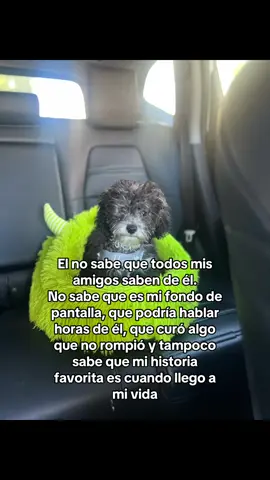 #dogmom #maltese #Love #meme🐶🐾🐾 