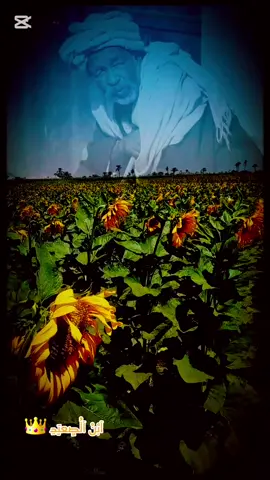 #يا_رخيص 💔👌 #فلكور_صعيدي #مواويل_صعيدي💥  #مكرم_المنياوي #السيره_الهلاليه 