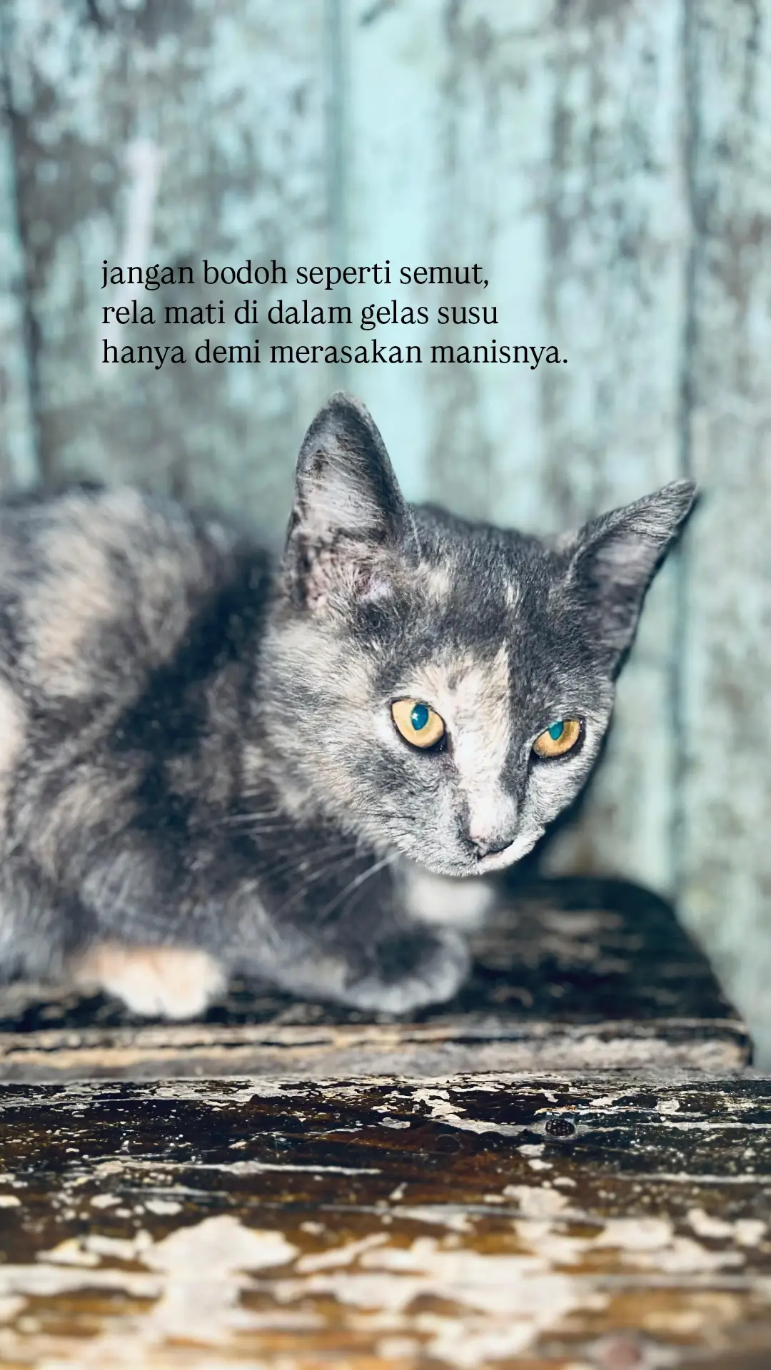 #foryou #foryoupage #fyp #masukberanda 