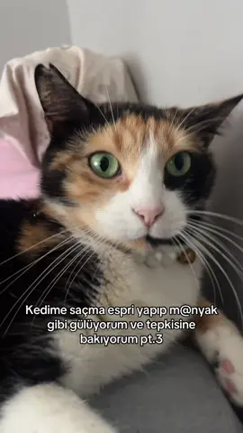 @🪼 adlı kullanıcıya yanıt veriliyor biraz daha saçma sapan espri yapmaya devam edersem kedimden dayak yiyecegim ŞAÖWŞWÖWŞW #cat #cattrend #fyp #kedivideoları #kediakımıvideoları 