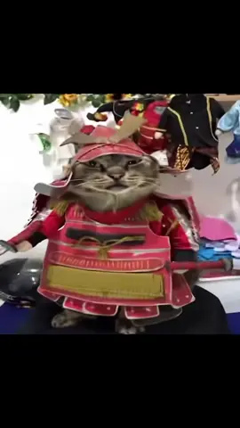 AY AY AY I’M YOUR LITTLE BUTTERFLY #cats #cattok #catsoftiktok #catvideo #catlover 