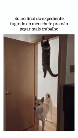 😹😹 #vidadepet #petlovers #GatinhosUnidos #GatoFofo #viralpet 