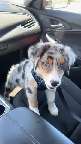 3 to 6 months 🐶🐾 #australianshepherd #aussie #puppy 