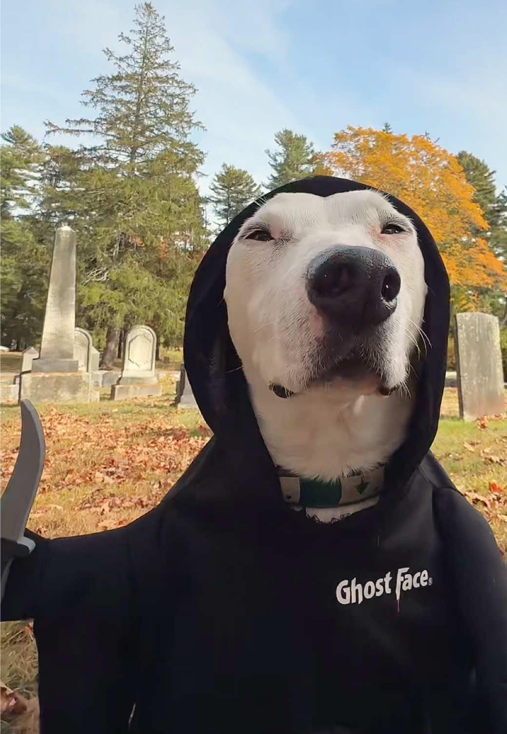 7 days until Halloween! #dogs #halloween #meme #spooky #funny 
