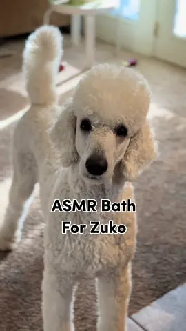 ASMR grooming spa day for Zuko the standard poodle 