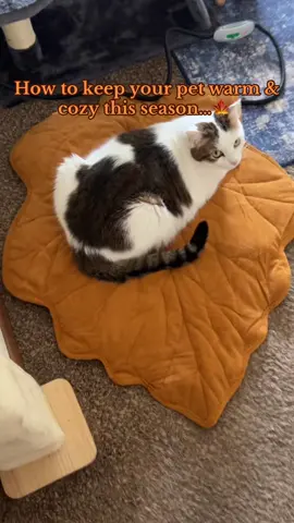 They thought of everything when it comes to this cozy pet heating pad.. grab your cat this heated pet bed today 🥰 #heatedpetbed #catsoftiktok #petheatingpad #catbed #tiktokshopcreatorpicks 