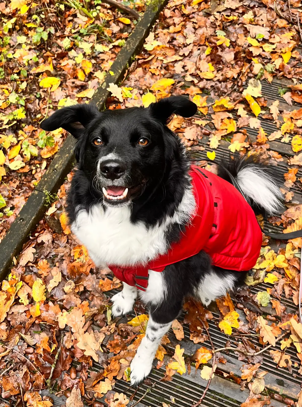 #chien #dog #bordercolliecroise #alaska #tweeny 