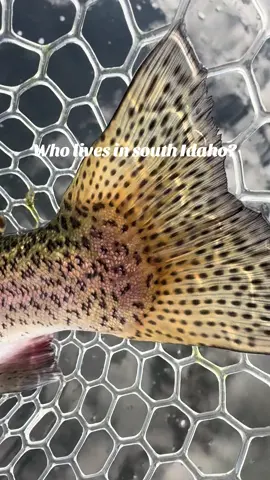 Who lives in south Idaho? Always looking for a new fishing/hunting partner #fyp #fishing #hunting #idaho 