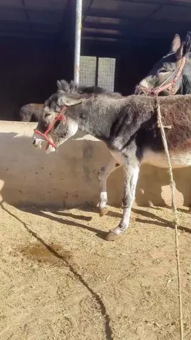 Donkey videography  #donkey #solenero #fyp #fouryou #foryoupage 