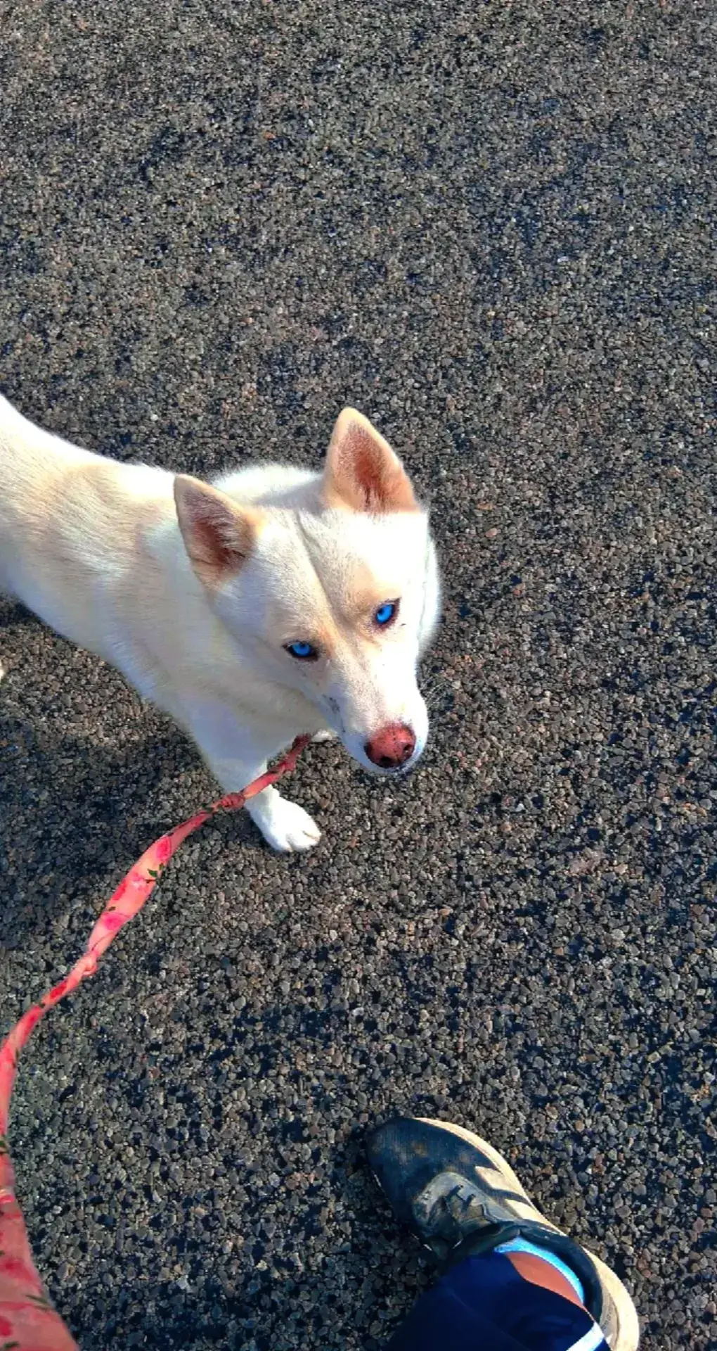 #huskylife #dogdad #doglife #fyp 