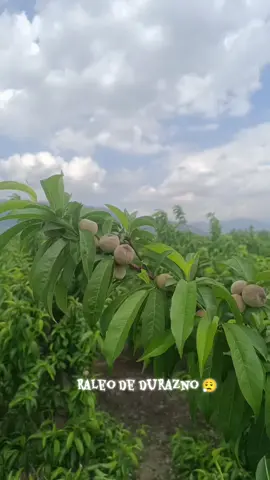 # es una mrd, 15 Lukas nada malo 😅# Graneros🇨🇱