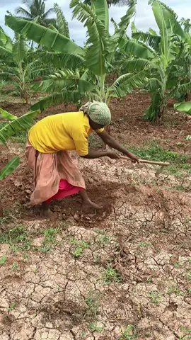 Berah hal fashto #agricultura #agriculture #afgooye #farm #funny 