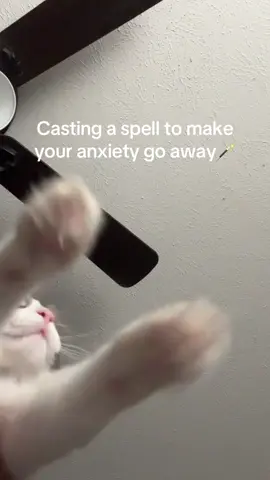 #catsoftiktok #catmagic #alastair #paws 