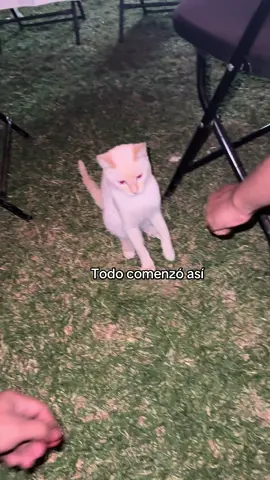 Segunda parte de cómo comenzó este saludo😆 . . . . . #foryou #fyp #gato #gatostiktok 