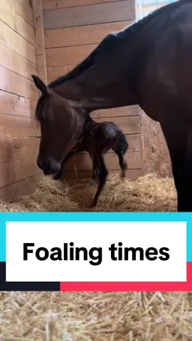 Do you know why foals are commonly born at night? Answer in the comments 🐴 #foaling #birth #horsetok  #babyanimals  #creatorsearchinsights 