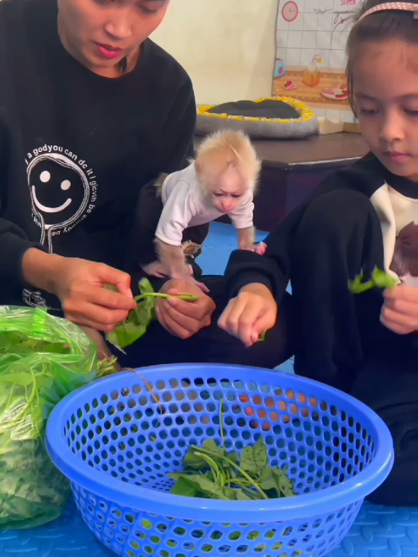 Baby monkey and her sister help their mother pick vegetables together #bibimonkey #babymonkey #monyetlucu #monkeyshowering #usamonkey 