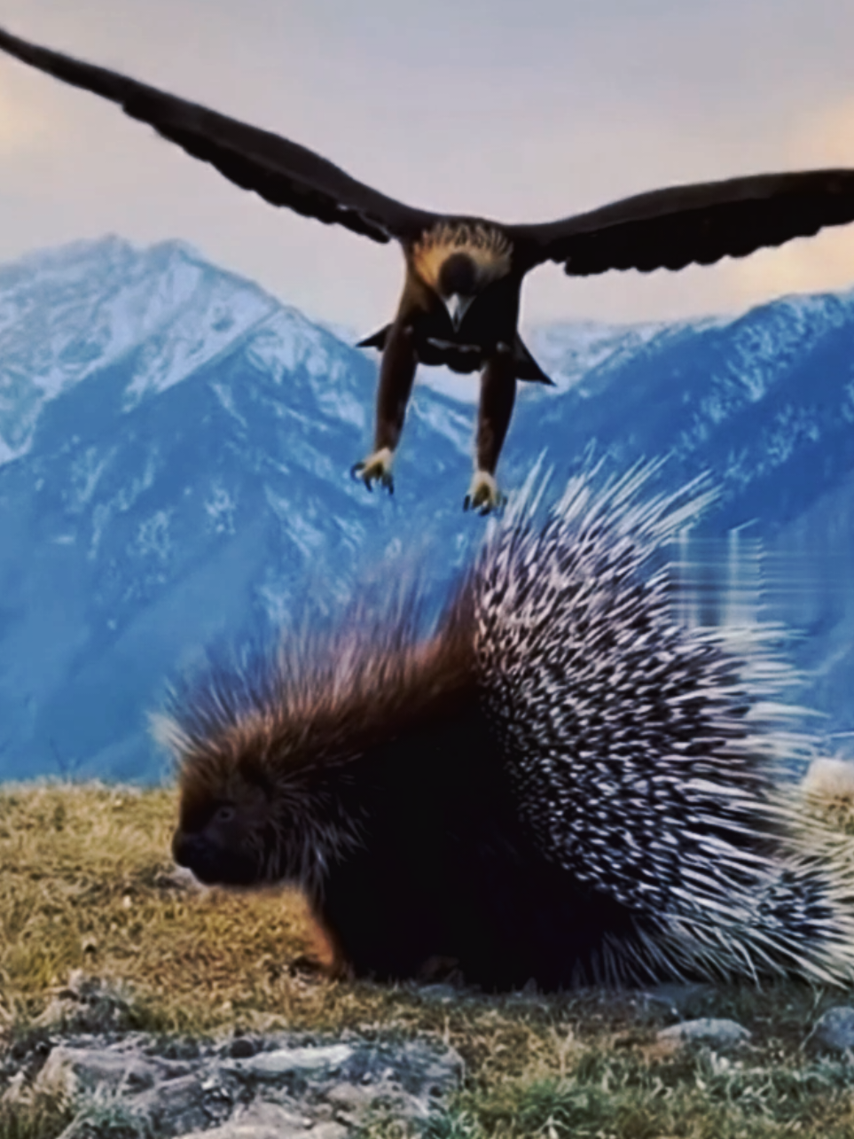 🦔 Porcupine vs Eagle — The Skyfall Showdown! 🦅⛰️ High in the mountains, an eagle swooped down, thinking it found an easy meal — but this porcupine wasn’t on the menu. 😤 With wings wide and talons ready, the eagle dived... only to get blasted midair by a storm of spikes! 💥 Feathers flew, the eagle screeched, and barely escaped with its pride (and a few new piercings). The porcupine? Still chillin’, undefeated as always. 👑 Porcupine – 1 | Eagle – 0 Ground defense meets air strike… and wins again. ⚔️ Follow @porcuworld for more Porcupine vs Opponents battles caught in the wild! #fy #fyp #foryou #foryoupage #fyppppppppppppppppppppppp