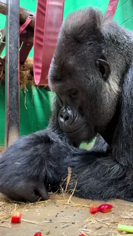Seeds and grumbles 🖤🦍  #fyp #gorilla #zookeeperlife #eating #asmr 