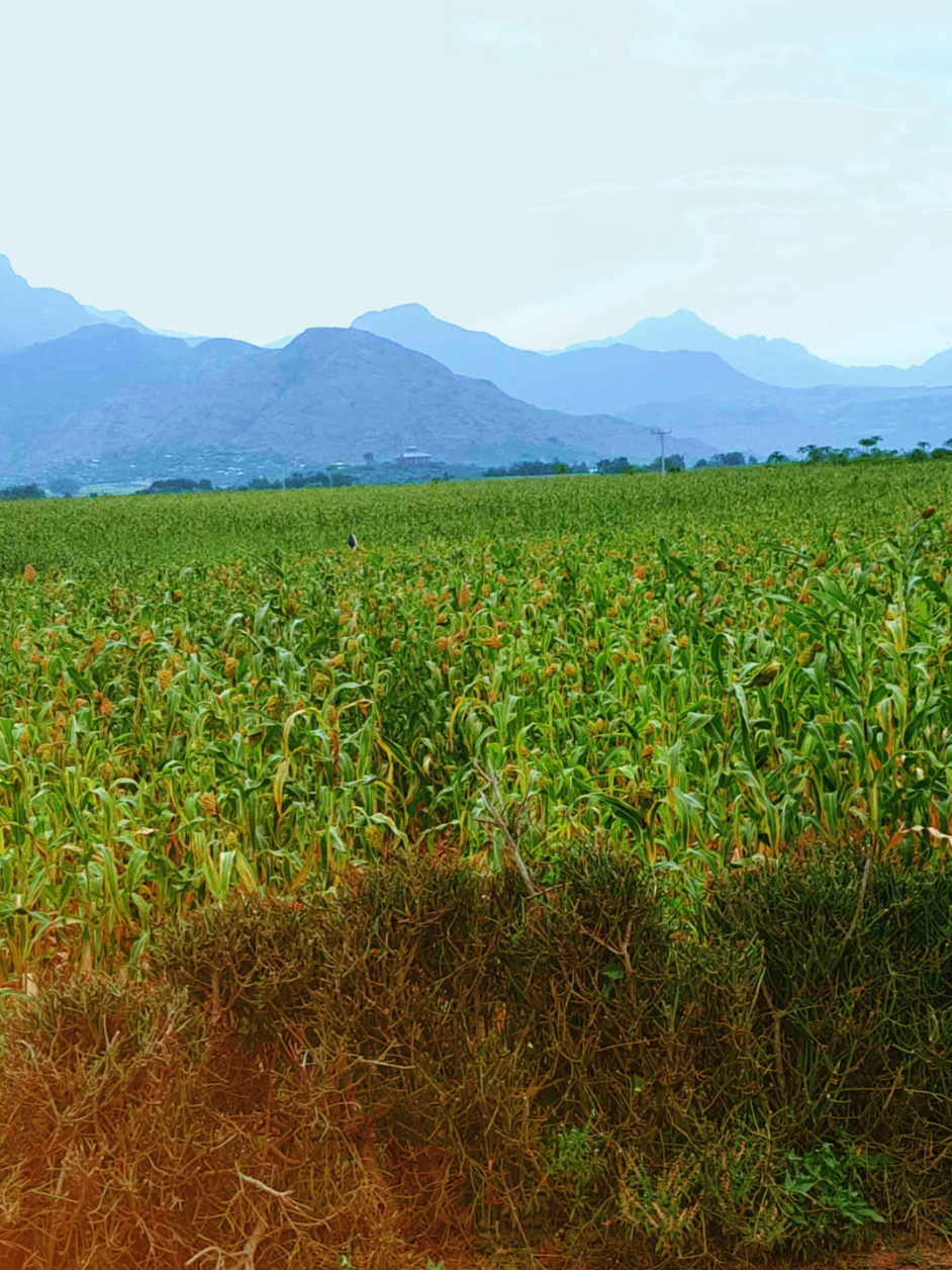 ሸዊት ማሽላ ዓዞቦ 😍😘💚  #ራያ_ዓዘቦ🌽🌾🌽🌾 #rayarayuma💚🍋🍋🌾🌽🌽 #ራያ_ራዩማ🌽🌾🌽🌾 #tigraytiktok #viraltiktok 