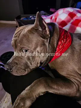 Just a girl and her dog #xlbully #dogsoftiktok 