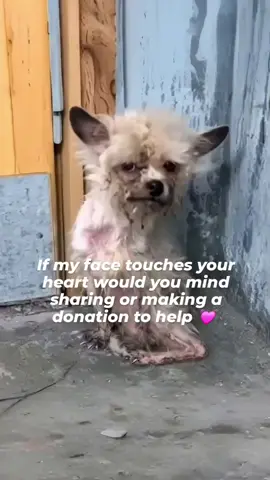 💔 Found Alone, Cold… and Paralyzed 🐾❄️ We found this tiny Maltese lying helpless in the cold — shivering, weak, and unable to move his little legs. 💔 He had been wandering alone for days, fighting to survive with no one to help. Despite everything, his eyes still held hope. 🥺 Now he’s safe in our care, finally warm, loved, and receiving the medical attention he desperately needs. ❤️ His journey to recovery won’t be easy, but with your kindness, we can give him a chance to walk — and live — again. 🙏🐶 Please consider supporting through the GoFundMe link in our bio. Every act of love makes a difference. 💕 #RescueDog #MalteseRescue #ParalyzedDog #AnimalRescue        .