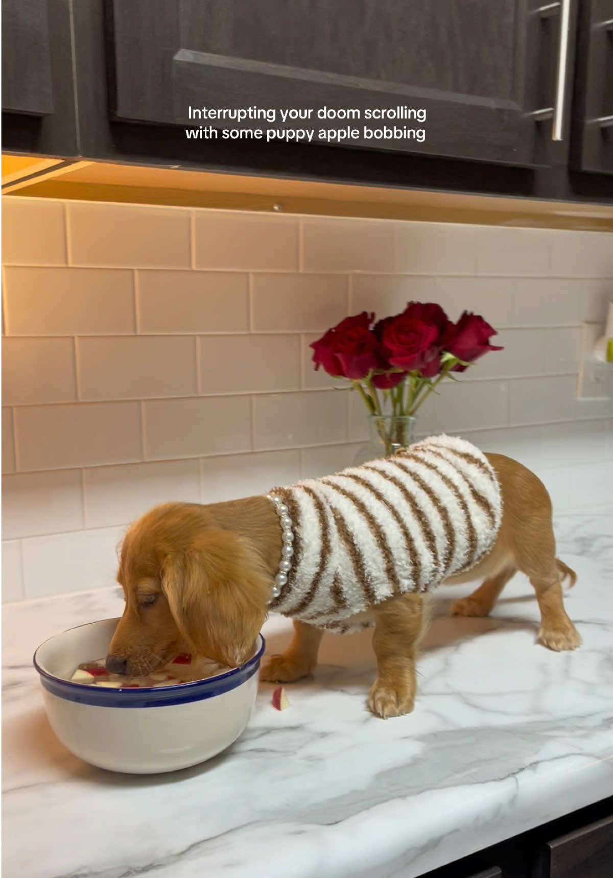 Yes mum cleaned the counters after 🧼🙄 #enrichmentfordogs #minidachshundpuppy #munchkin 