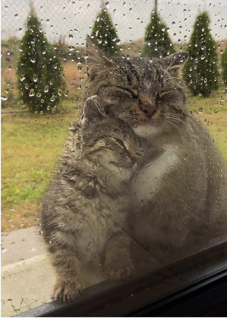 Najsłodsze co dziś zobaczyłam 🥰 #cat #catlovers #cutecat #kitty #miau 