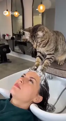 Sen o patilere kurban ol 😁😅​#foryoupage#funnycat #catprank #catfail #goose . 