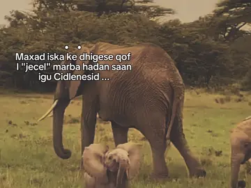 yaap. . . #fyp #foreyou #somalitiktok #lander 