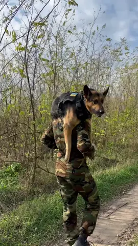 #рек#germanshepherd #немецкаяовчарка #ганс 