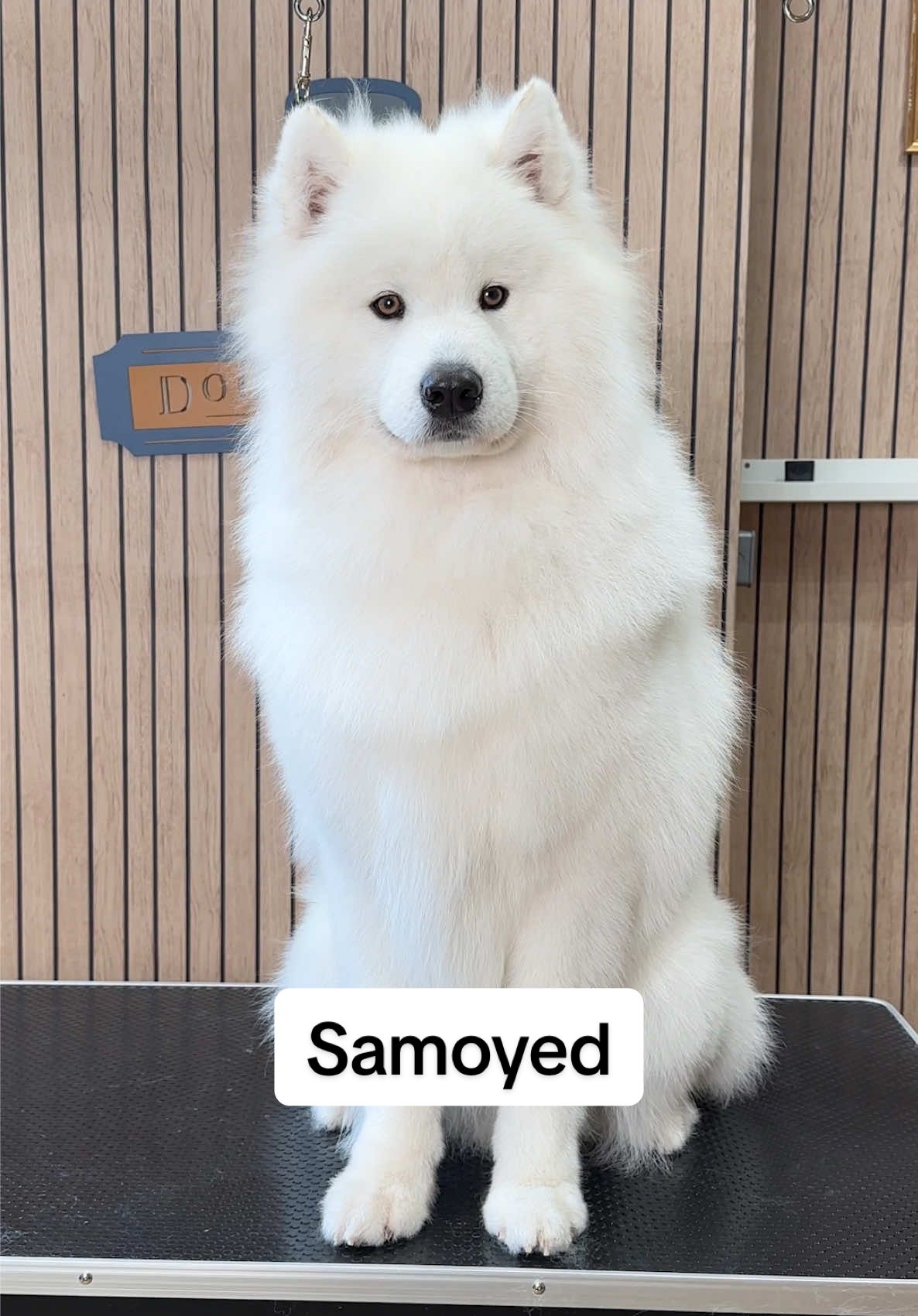 Doggy Daily Episode 548: Mr Darcy the Samoyed 🐾  @Mr. Darcy | Samoyed ☁️  #doggrooming #samoyed #samoyedpuppy #grooming 