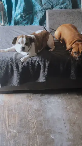 Crazy dogs #outlawshit #justjonsin #304 