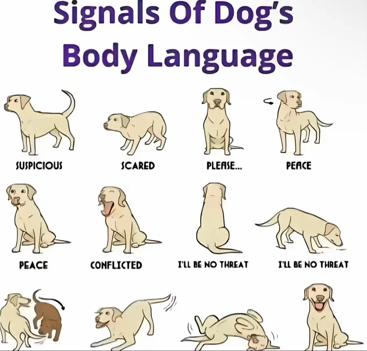 #dog #fyp 