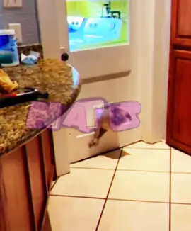 #pug #pugtriad @🎃 𝐄5𝐆.ℂℂ||𝓦𝓮𝓭𝓲𝓽𝓸𝓻🎃 