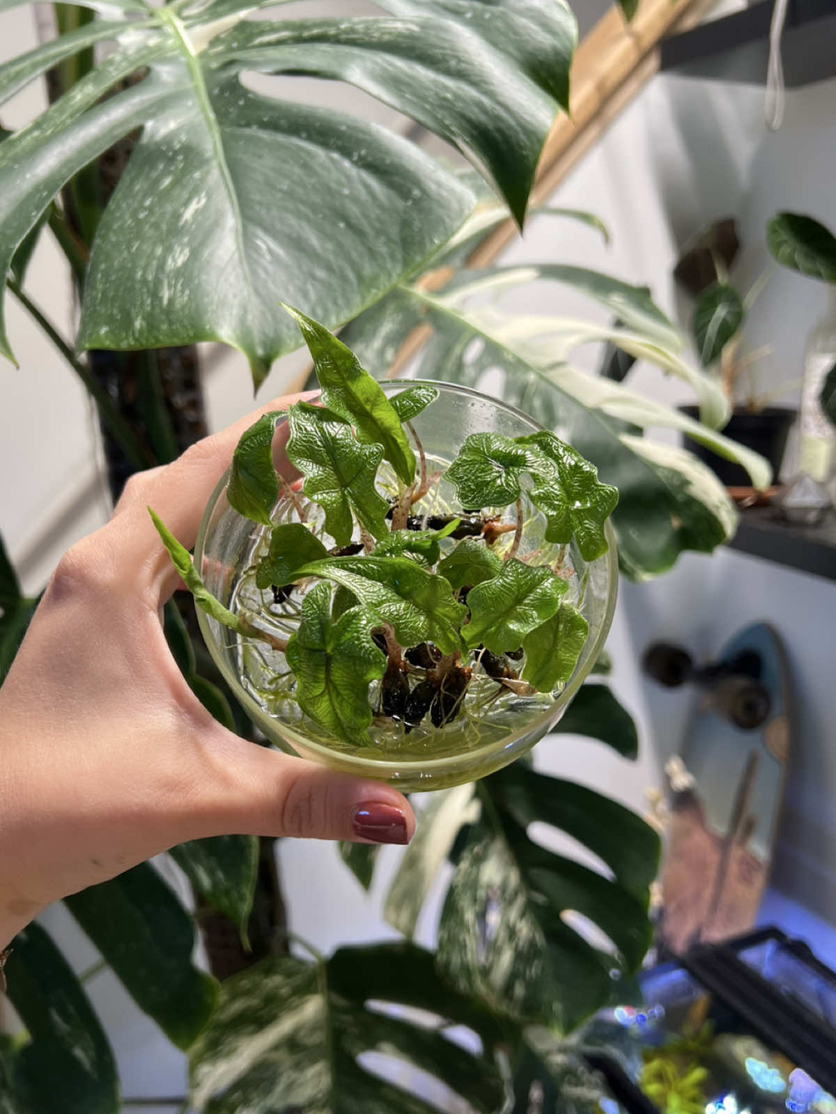 Jacklyn corms throwing out their first leaves 🌱✨ how they started ➡️ @mtplanters  #alocasia #alocasiacorm #propagation #plantcollection #indoorjungle 