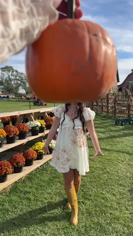 Pumpkin patch @Morgan Spikings #fyp #halloween 