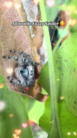 I couldn’t get over how adorable this little jumping spider is! I have come a long way from arachnophobia! Normally something like this would make my skin crawl but now, I JUST ADMIRE NATURE!!! #jumpingspider #spider #jumper #adorable #colorful 